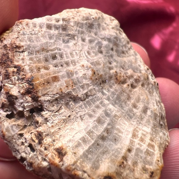 Crystallized Coral Fossil (Authentic) - Picture 3 of 4